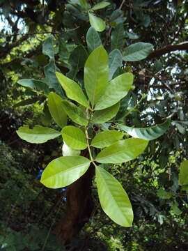 Image of Aglaia elaeagnoidea (A. Juss.) Benth.