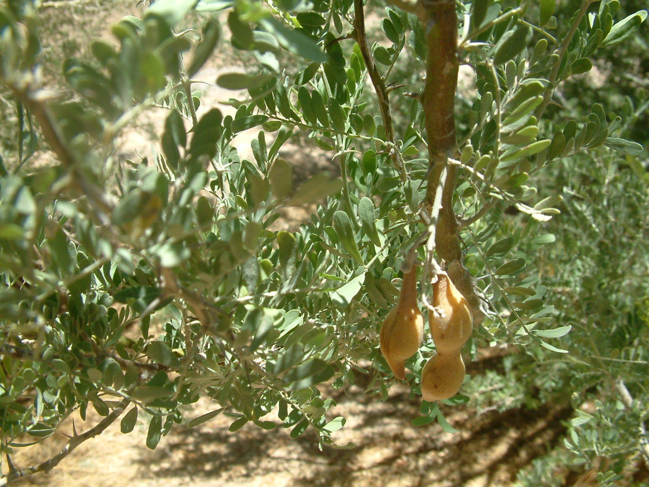 Image of <i>Olneya tesota</i>