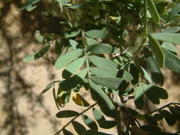 Image of <i>Olneya tesota</i>