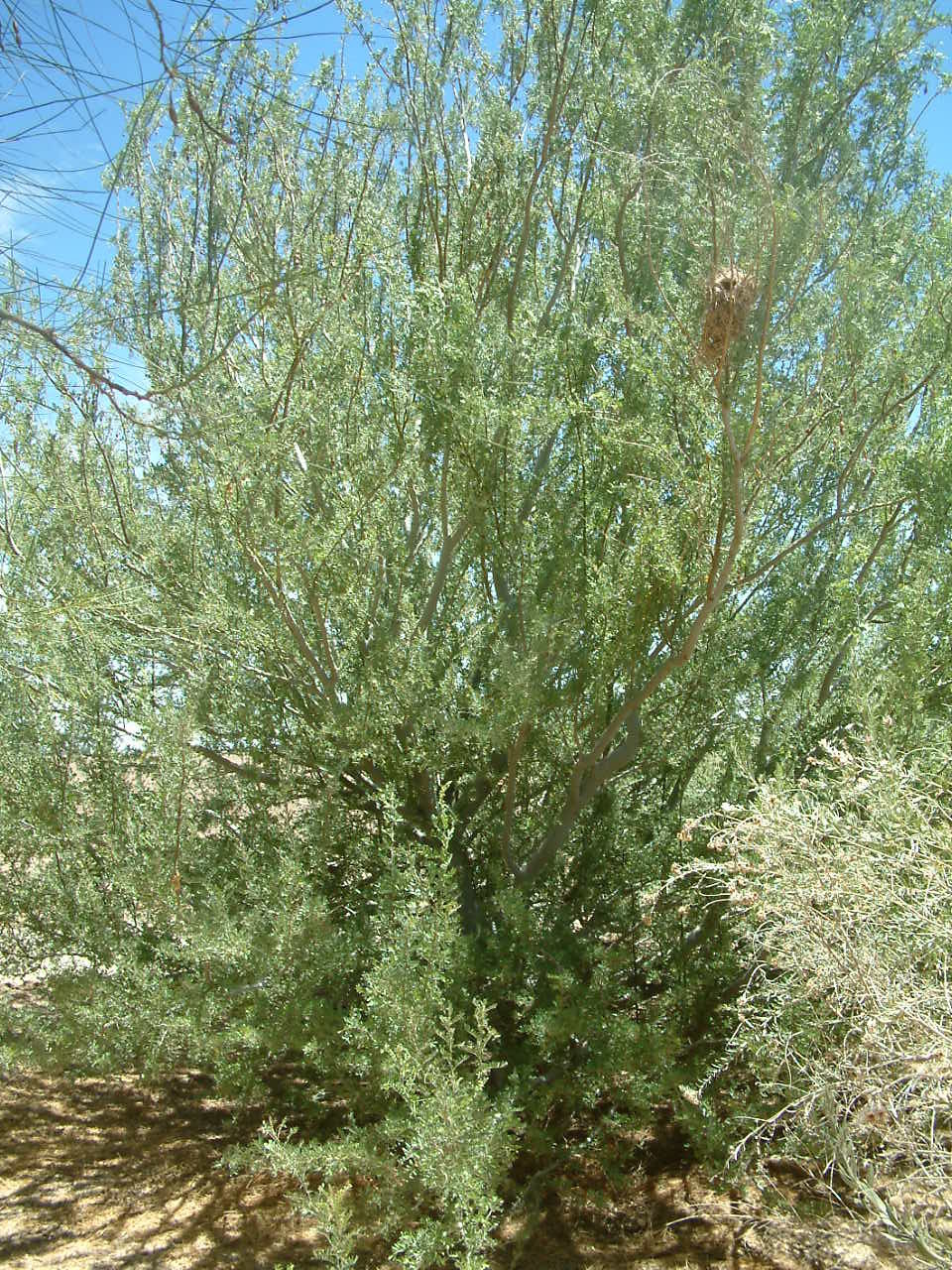 Image of <i>Olneya tesota</i>