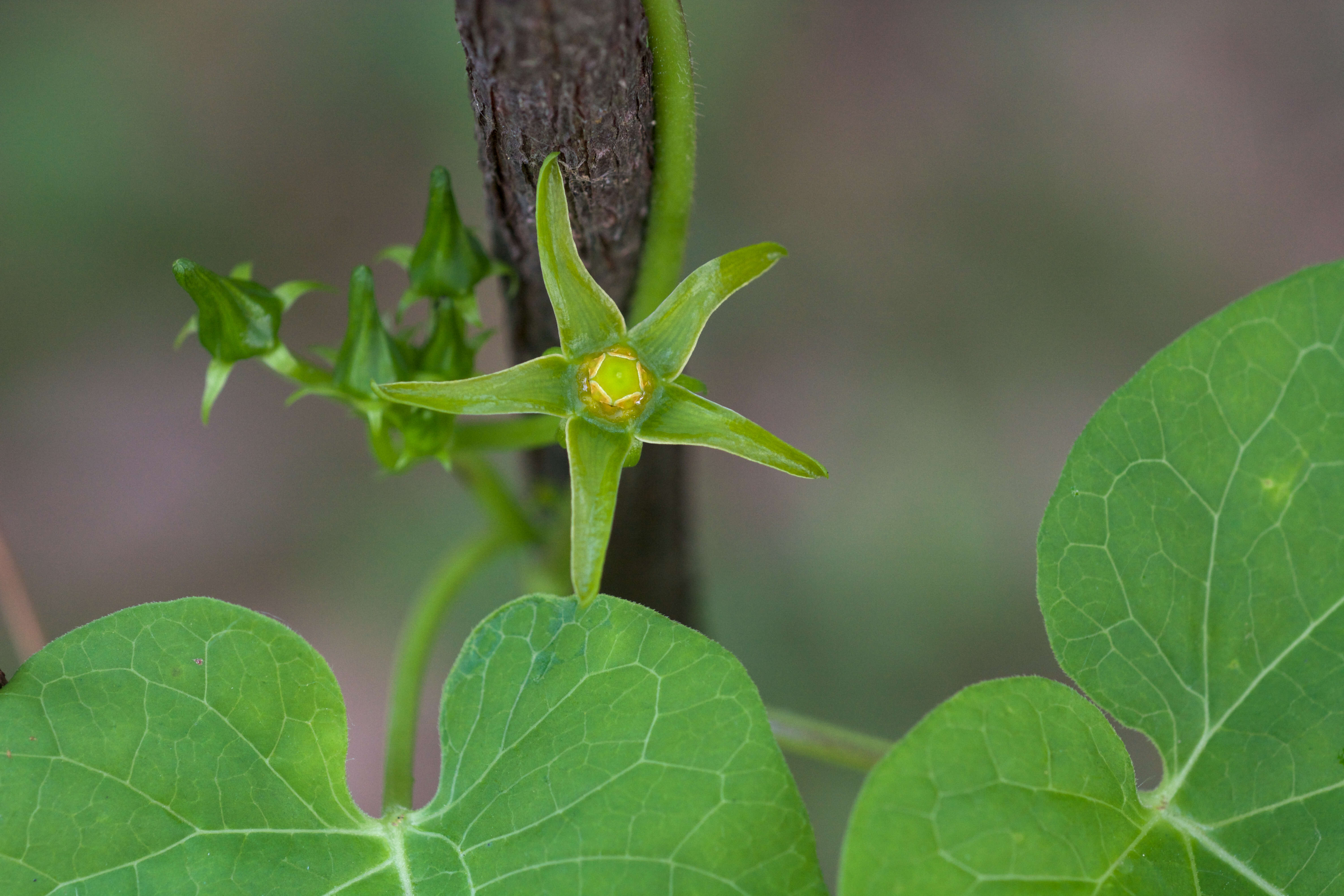 Image of milkvine