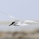 Image of Damara Tern