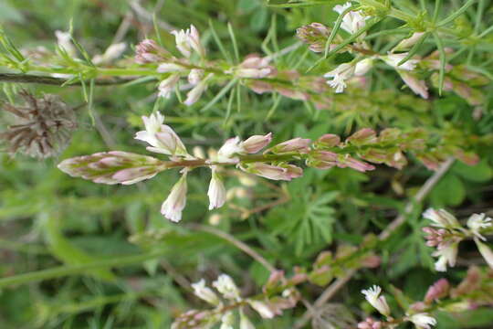 Image of Polygala monspeliaca L.