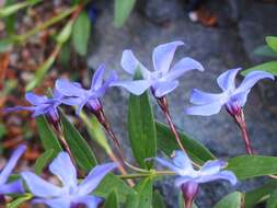 Image of herbaceous periwinkle