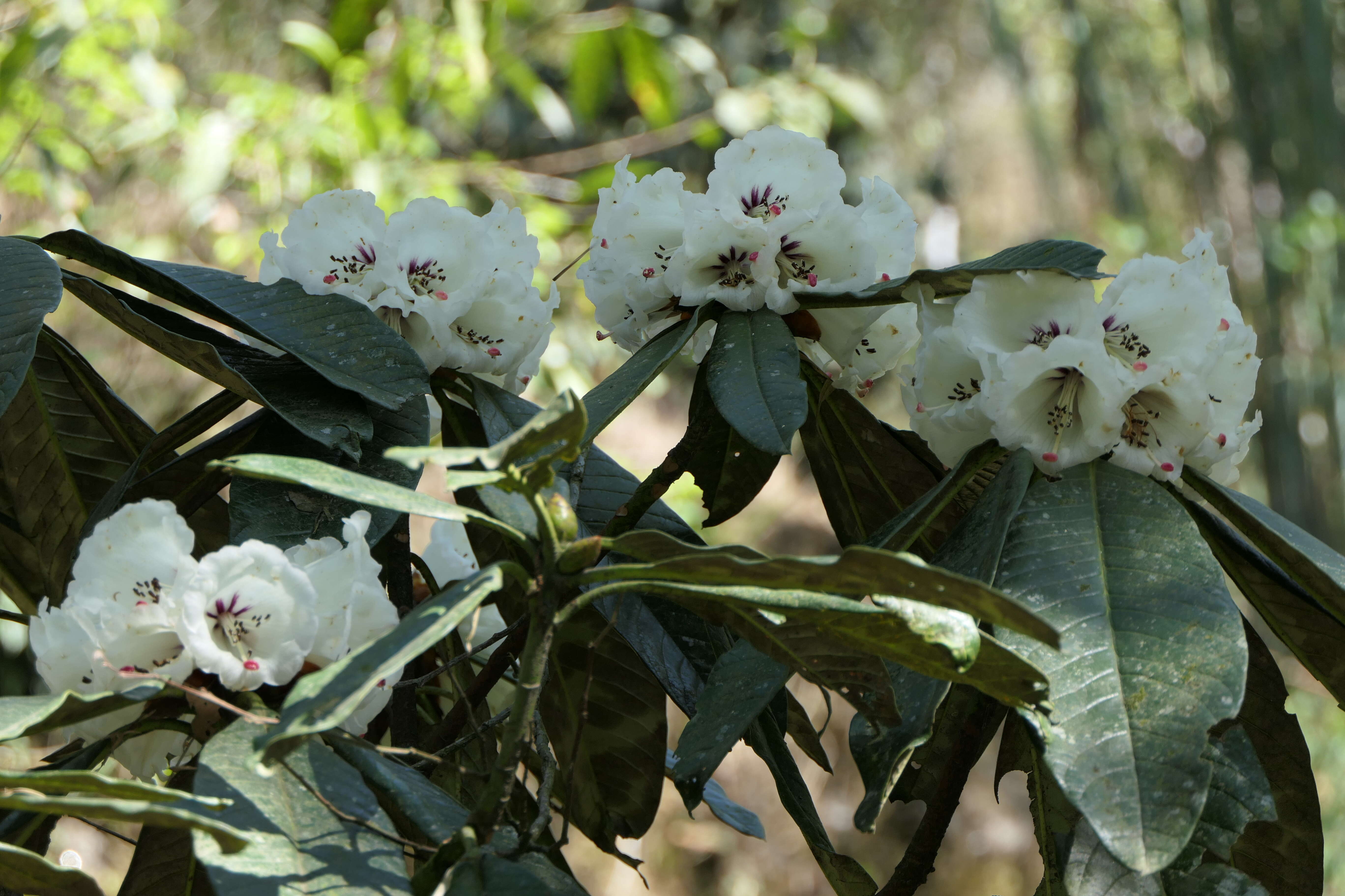 Imagem de Rhododendron grande Wight