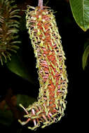 Image of Faurea rochetiana (A. Rich.) Chiov. ex Pichi-Sermolli