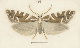 Image of Chrysorthenches glypharcha