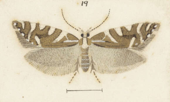 Image of Chrysorthenches glypharcha