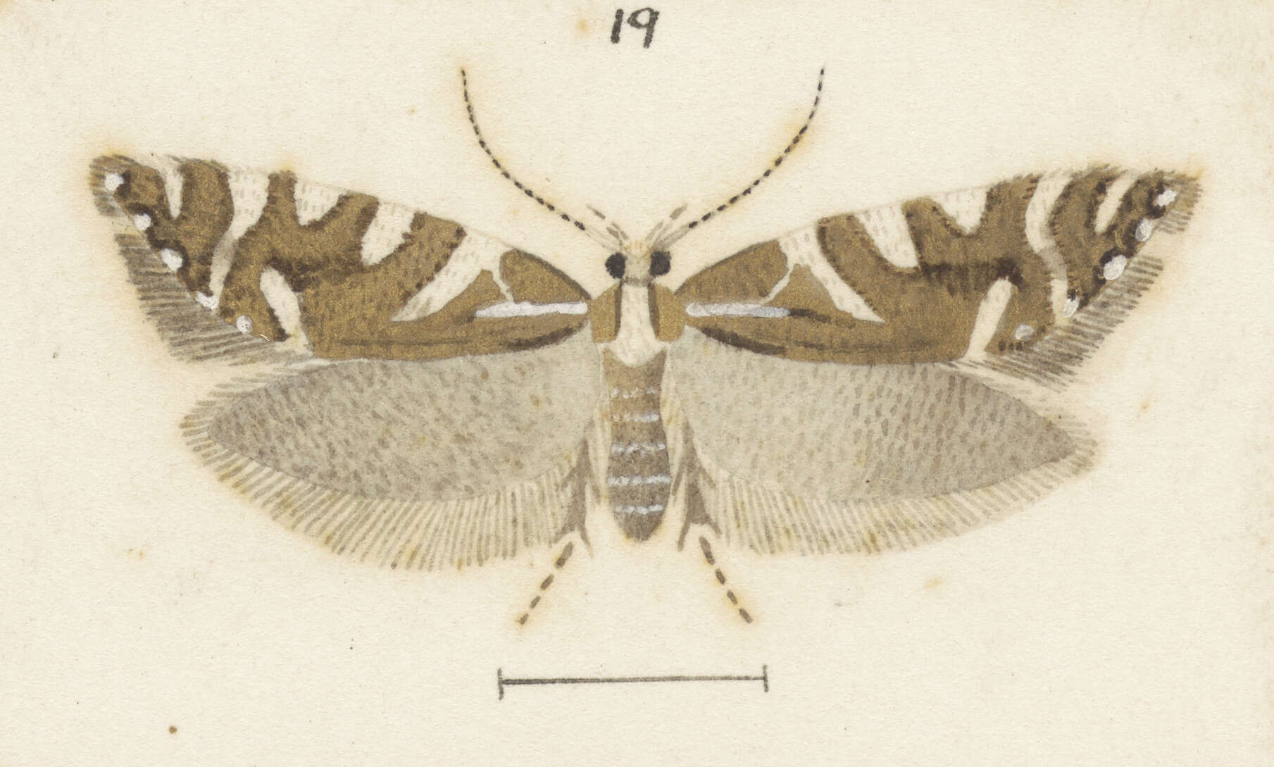 Image of Chrysorthenches glypharcha