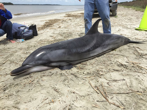Image of Blue-white Dolphin