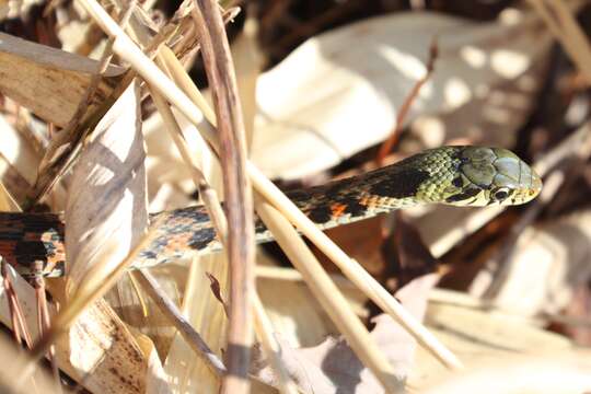 Image de Rhabdophis tigrinus (F. Boie 1826)