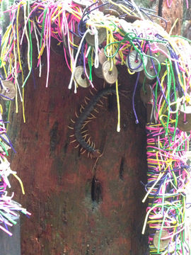 Image of Chinese red-headed centipede