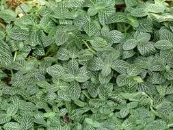 صورة Fittonia albivenis (Lindl. ex Veitch) R. K. Brummitt