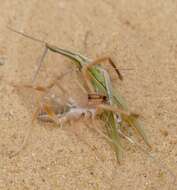 Truxalis nasuta (Linnaeus 1758) resmi