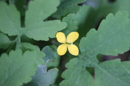 Image of celandine