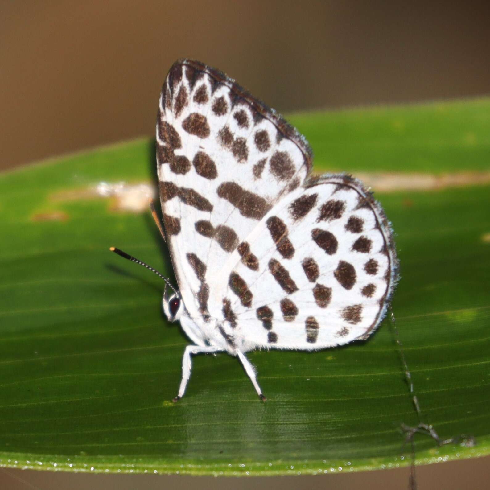 Image of Forest Pierrot