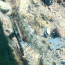 Image of Cottus beldingii Eigenmann & Eigenmann 1891