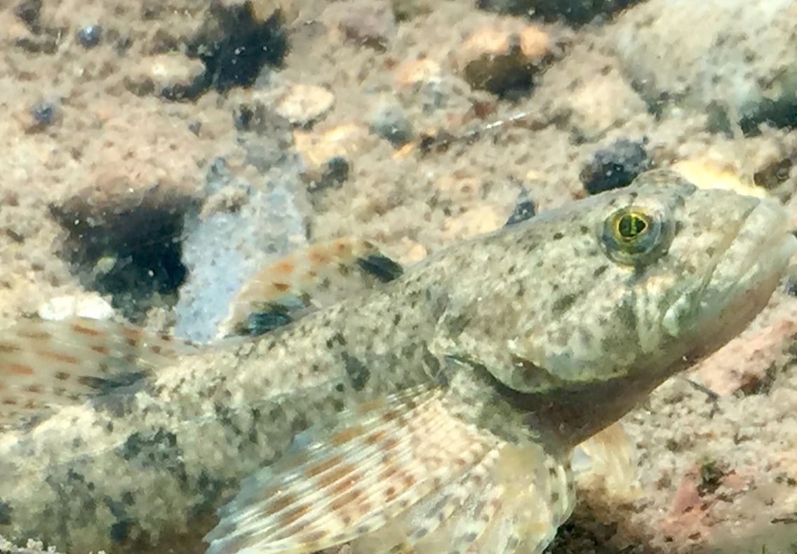 Image of Cottus beldingii Eigenmann & Eigenmann 1891