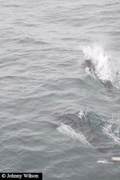 Image of Dall's Porpoise