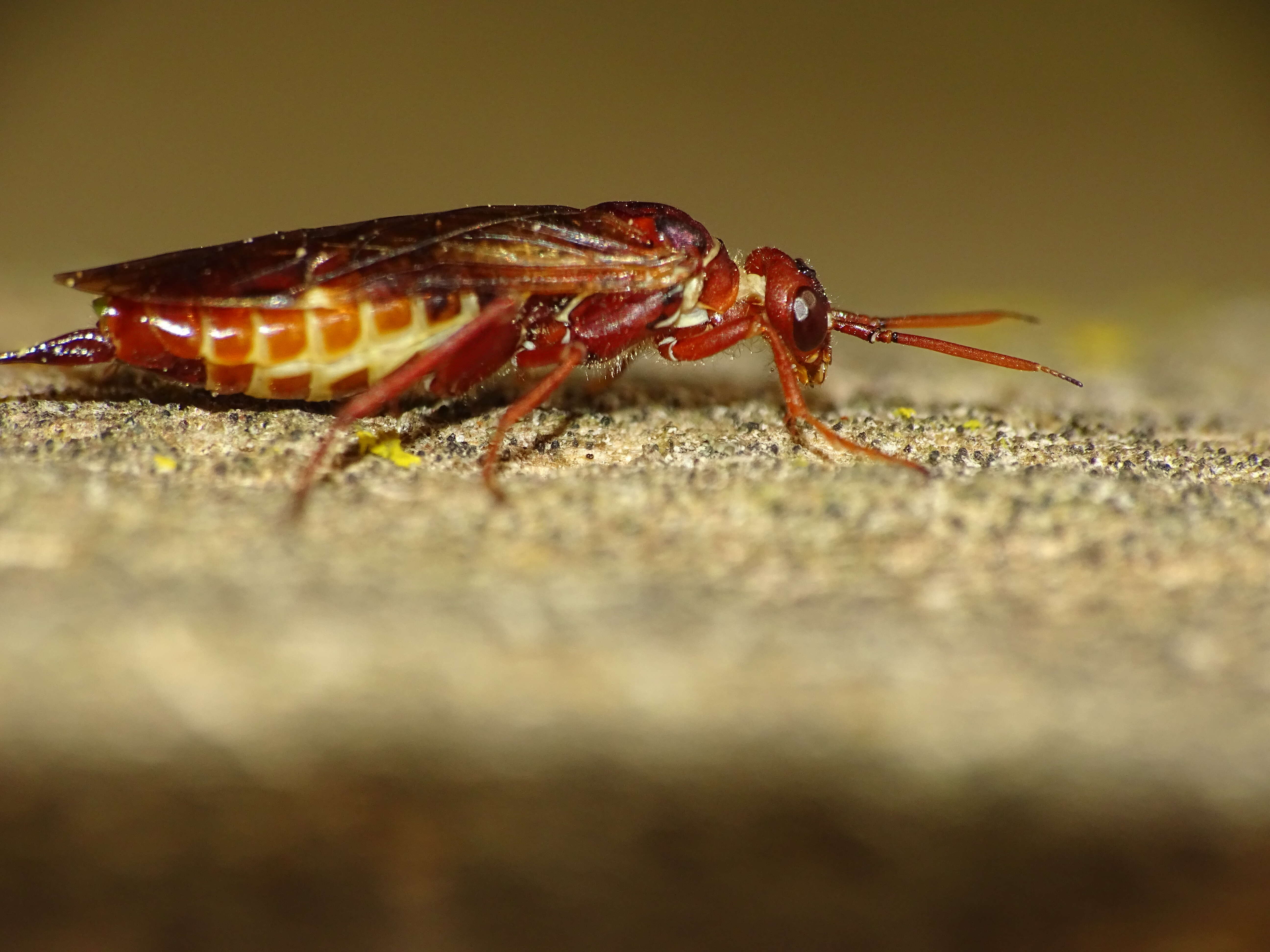 Image of xyelid sawflies