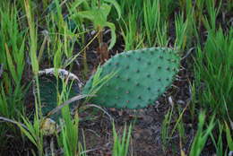 Image of Eastern Prickly Pear