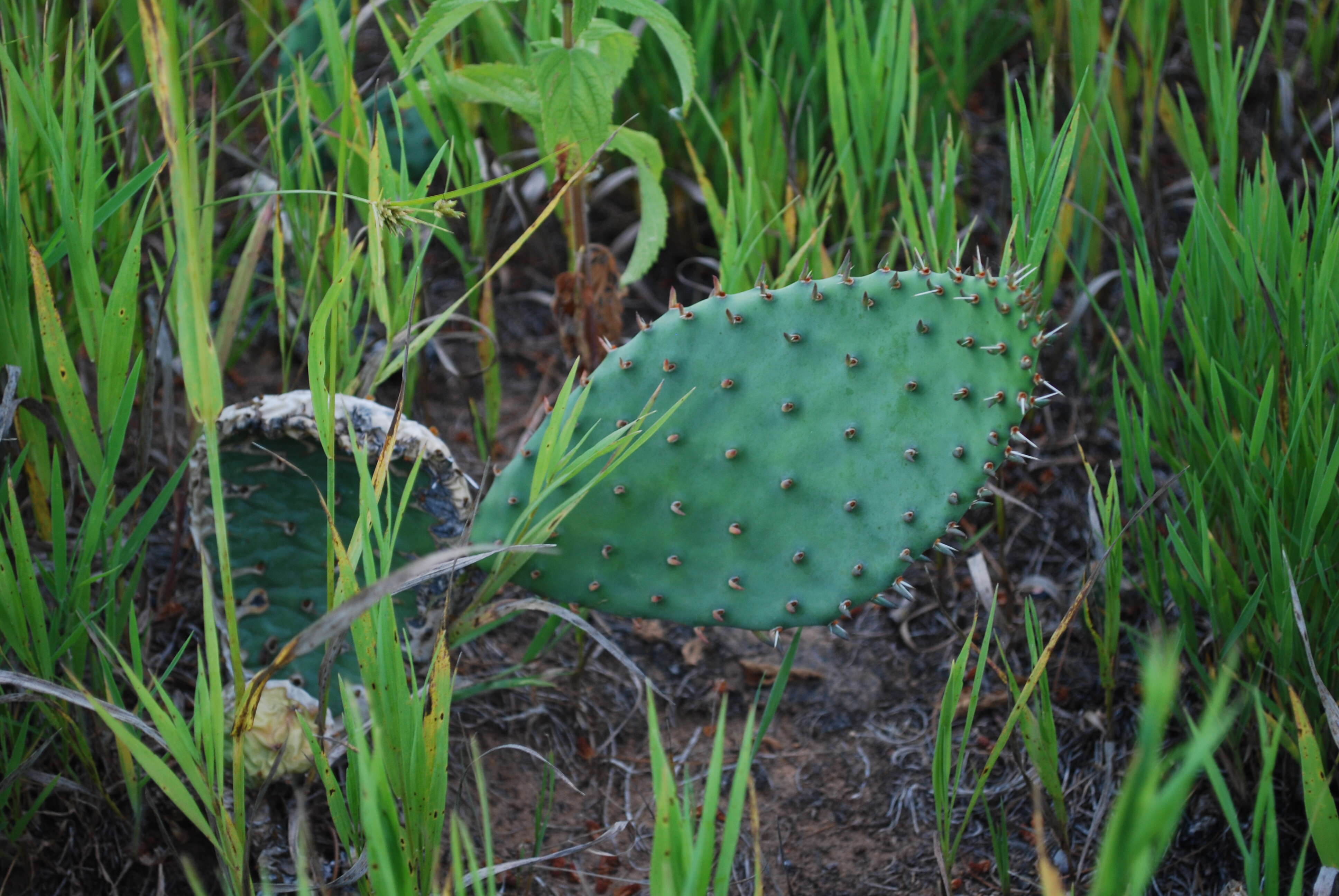 Image of Eastern Prickly Pear