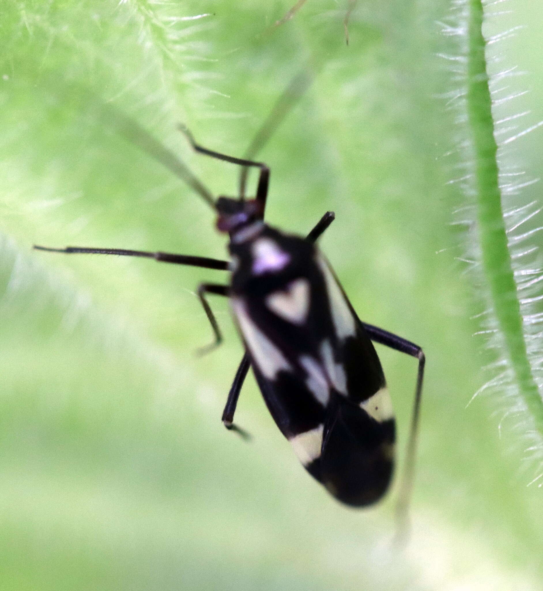 Image of Grypocoris sexguttatus (Fabricius 1777)