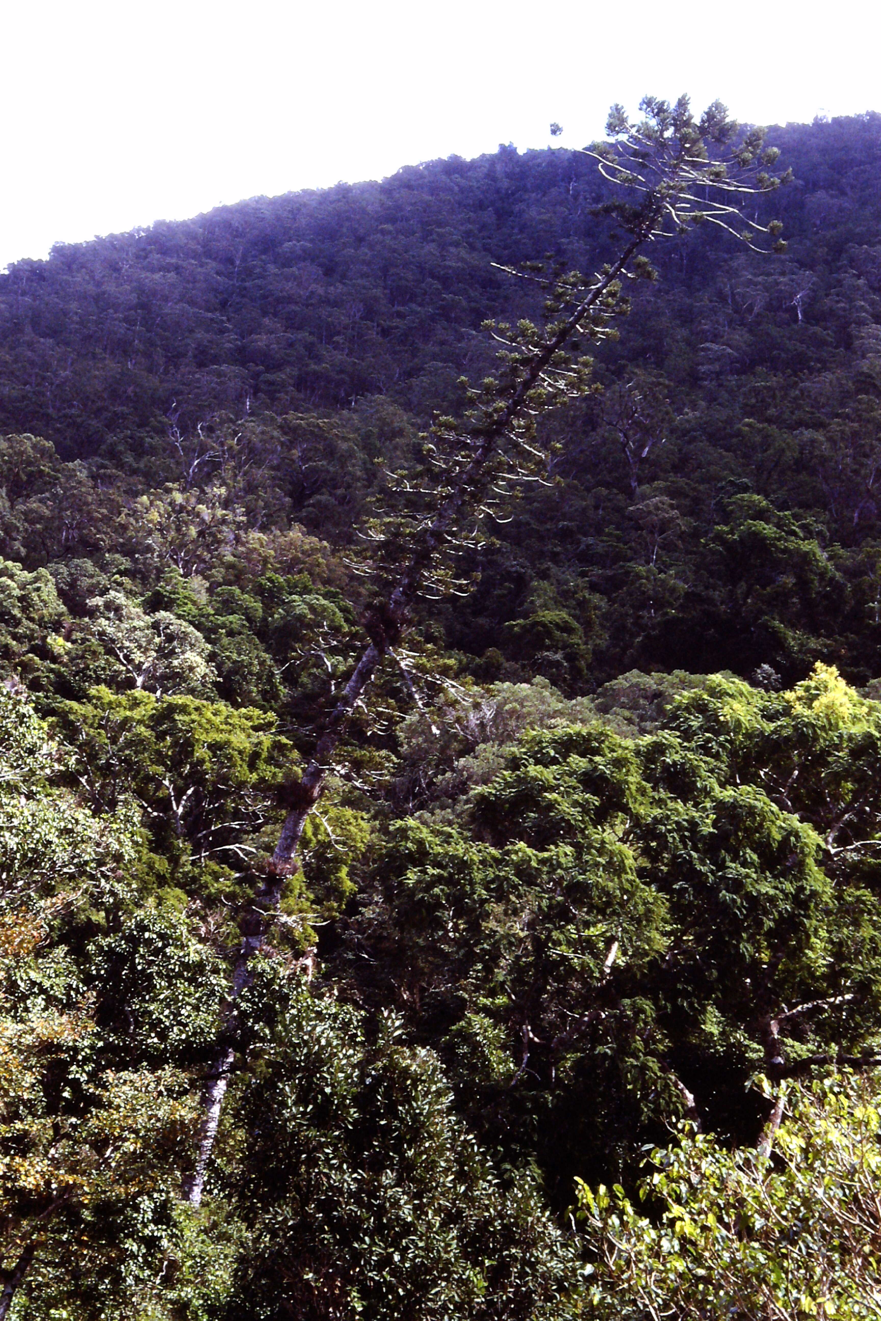 Image of Colonial Pine