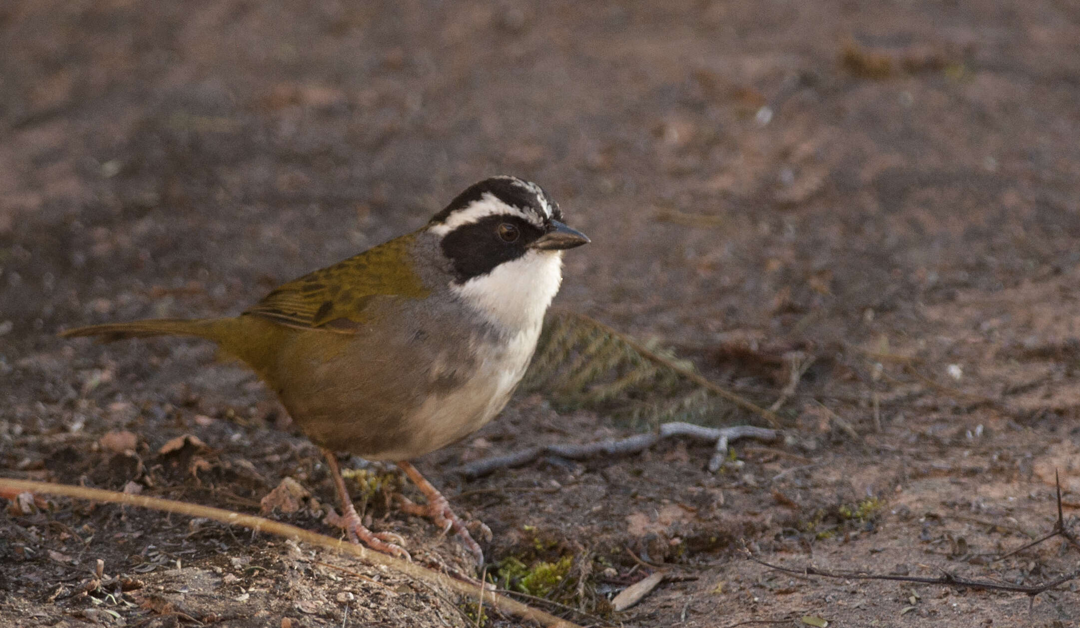 Image of Stripe-headed Brush Finch