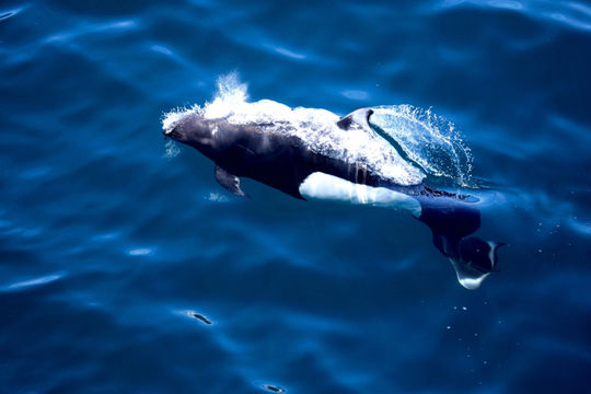 Image of Dall's Porpoise