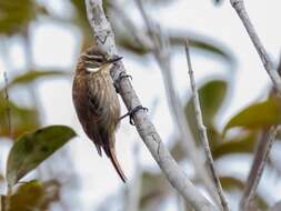 Image of Slender-billed Xenops