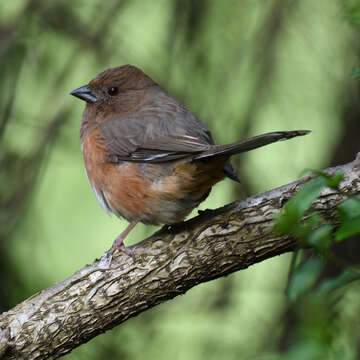 Image of Eastern Towhee