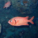 Image of Myripristis berndti Jordan & Evermann 1903