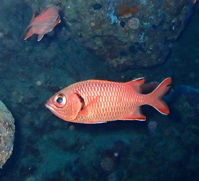Image of Bigscale Soldierfish