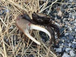 Image of red-joint fiddler