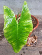 Image of Alocasia zebrina Schott ex Van Houtte