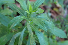 Image of <i>Erigeron sumatrensis</i>