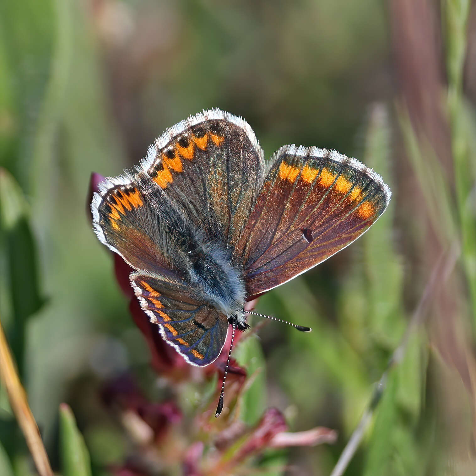 Image of brown argus