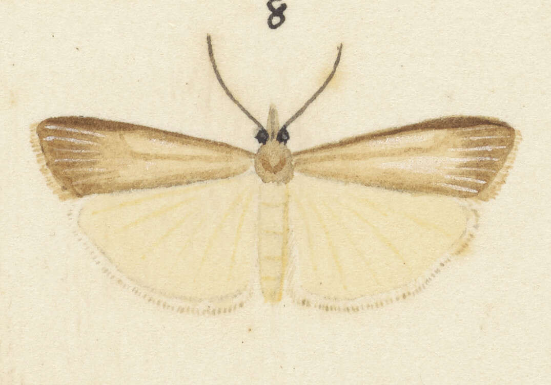 Image of Scoparia augastis Meyrick 1907