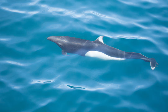Image of Dall's Porpoise