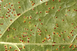 Image of Puccinia malvacearum Bertero ex Mont. 1852