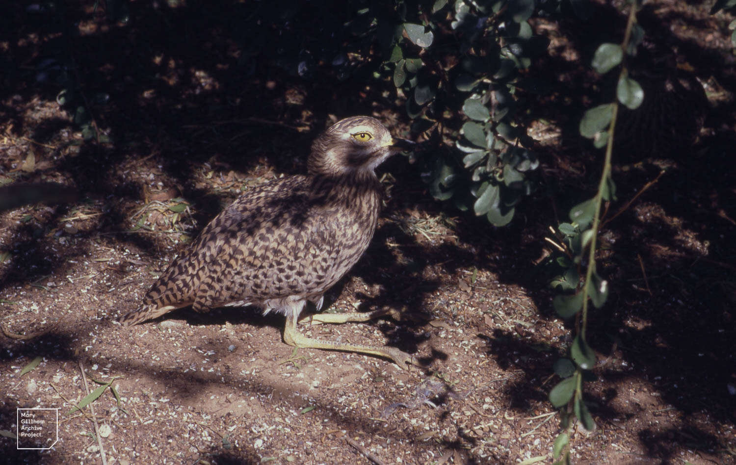 Image of Cape Thick-knee