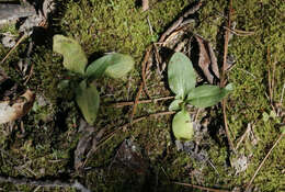 Image of Little lady's tresses