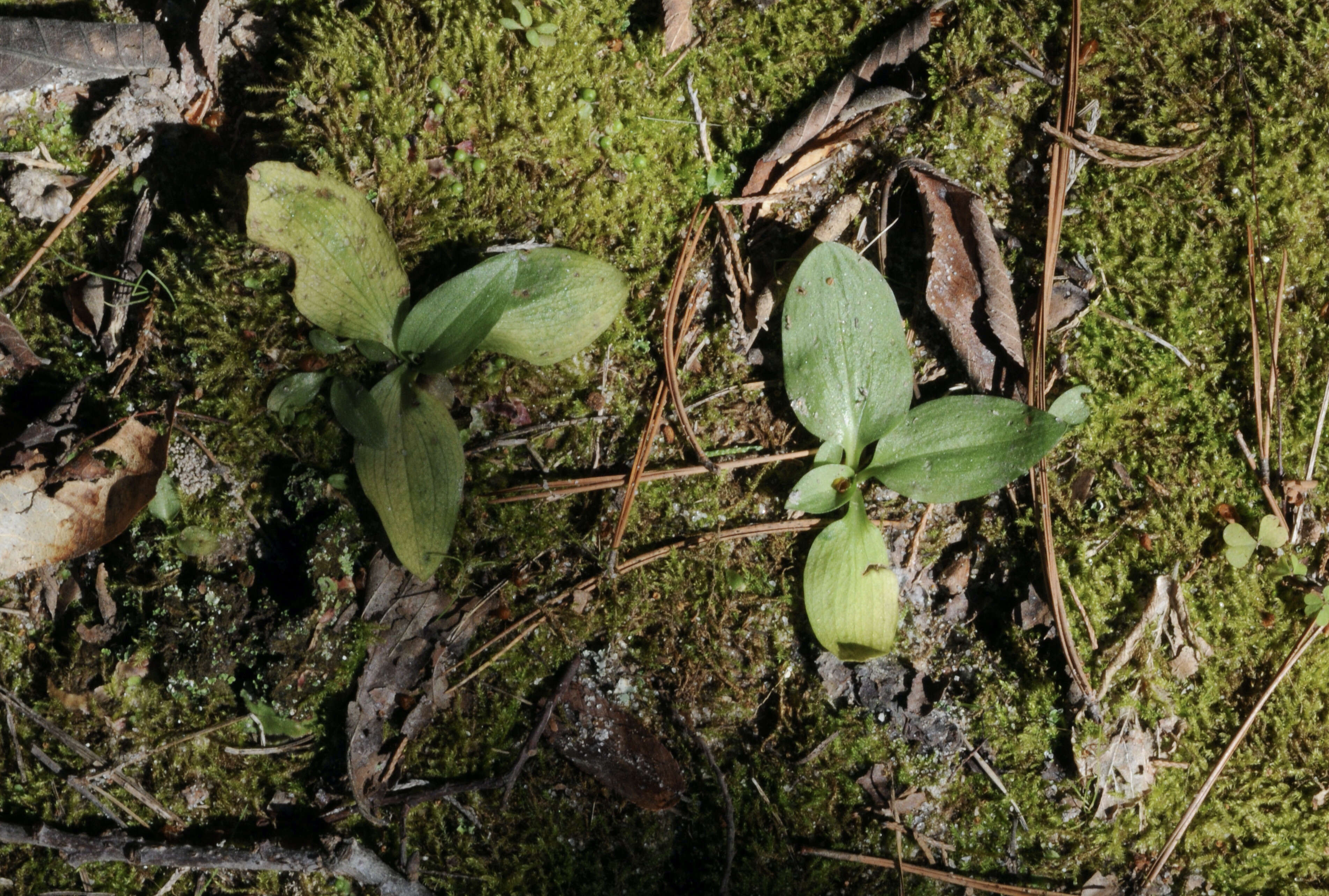 Imagem de Spiranthes tuberosa Raf.