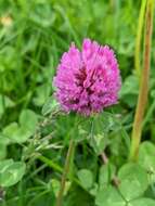 Image of Red Clover