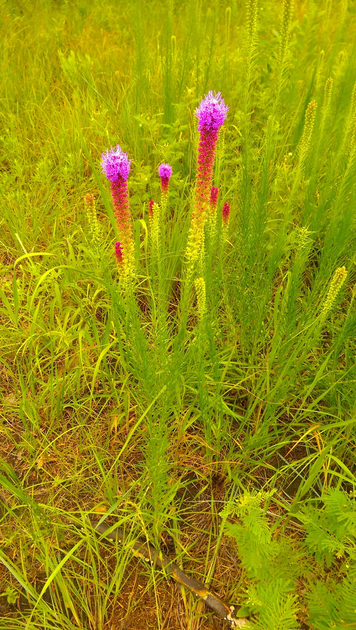 Image of <i>Liatris punctata</i>