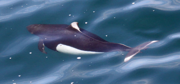 Image of Dall's Porpoise