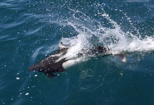 Image of Dall's Porpoise