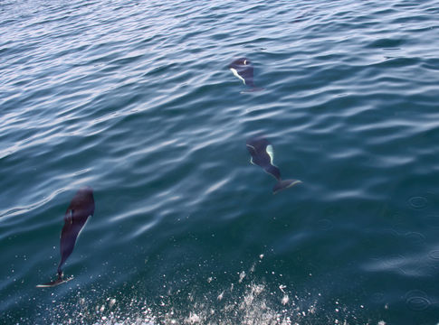 Image of Dall's Porpoise