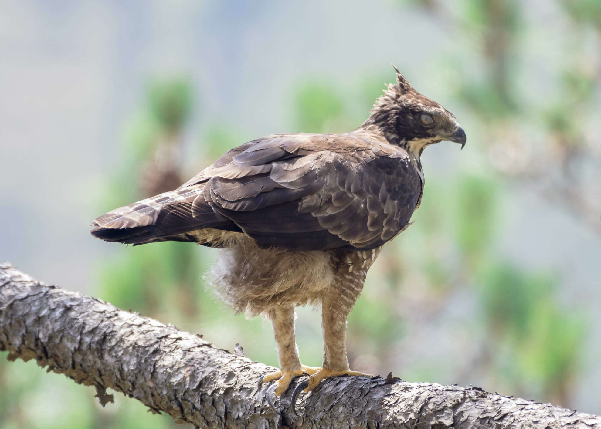 Nisaetus nipalensis Hodgson 1836 resmi